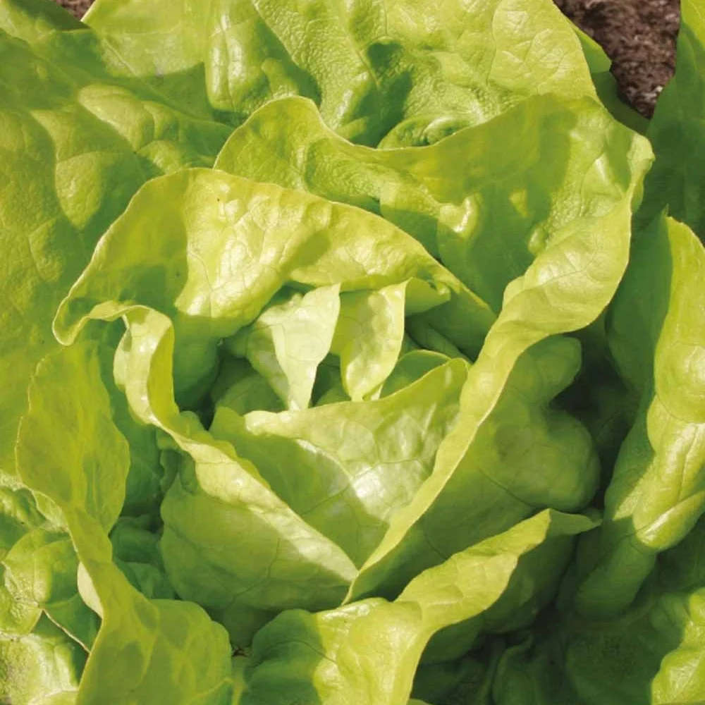 Laitue pommée Twellose Gele Bio Lactuca sativa twellose gele