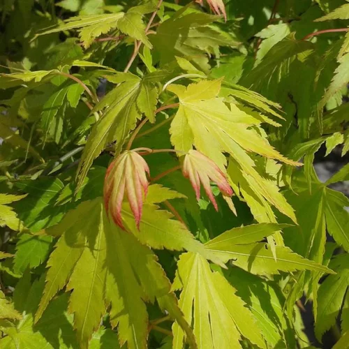 Érable du Japon Ueno Yama jaune. Le pot de 5 litres