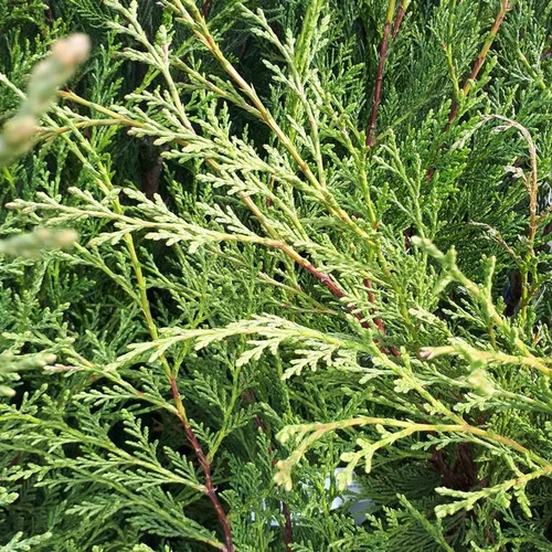 Cupressocyparis Leylandii type 2001 mini-tige en pot de 9 L
