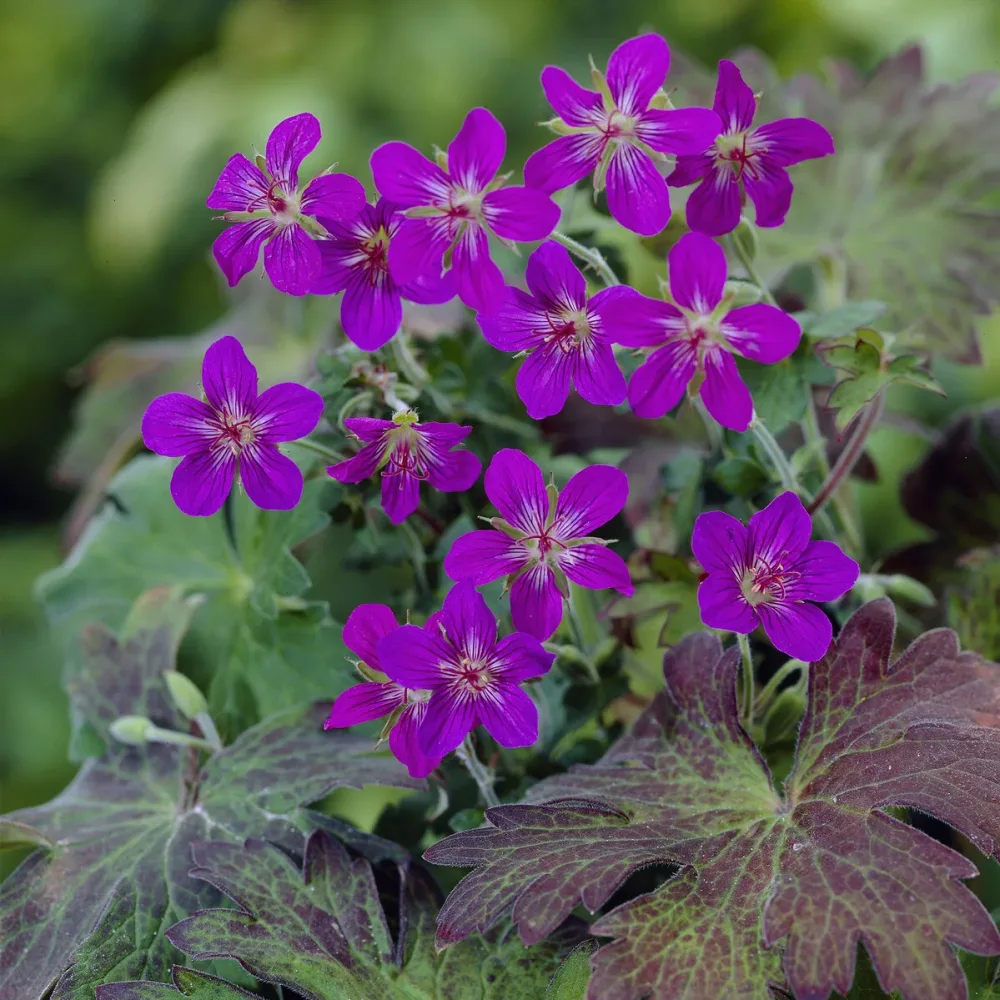 Géranium vivace de Sibérie Geranium wlassovianum
