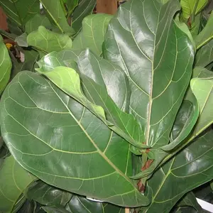 Ficus Lyrata. Le pot de Ø 30 x H 170 cm, forme ramifiée