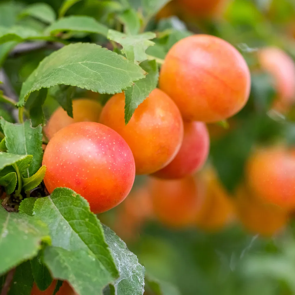 Prunier Aprimira Prunus domestica Aprimira
