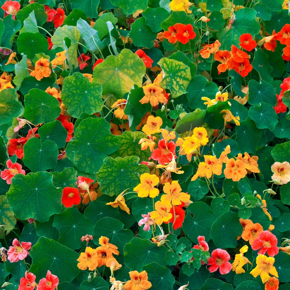 Capucine Tropaeolum majus