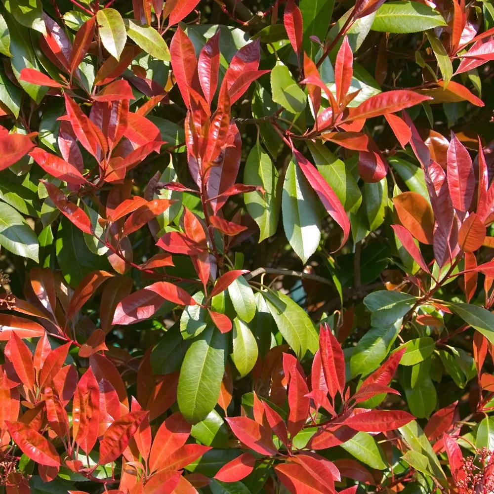 Photinia fraseri Carré rouge Photinia x fraseri Carré Rouge
