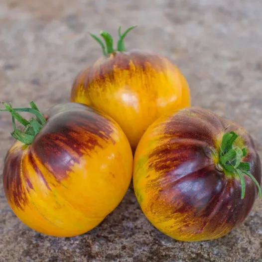 Tomate Alice's Dream | Semences biologiques et reproductibles
