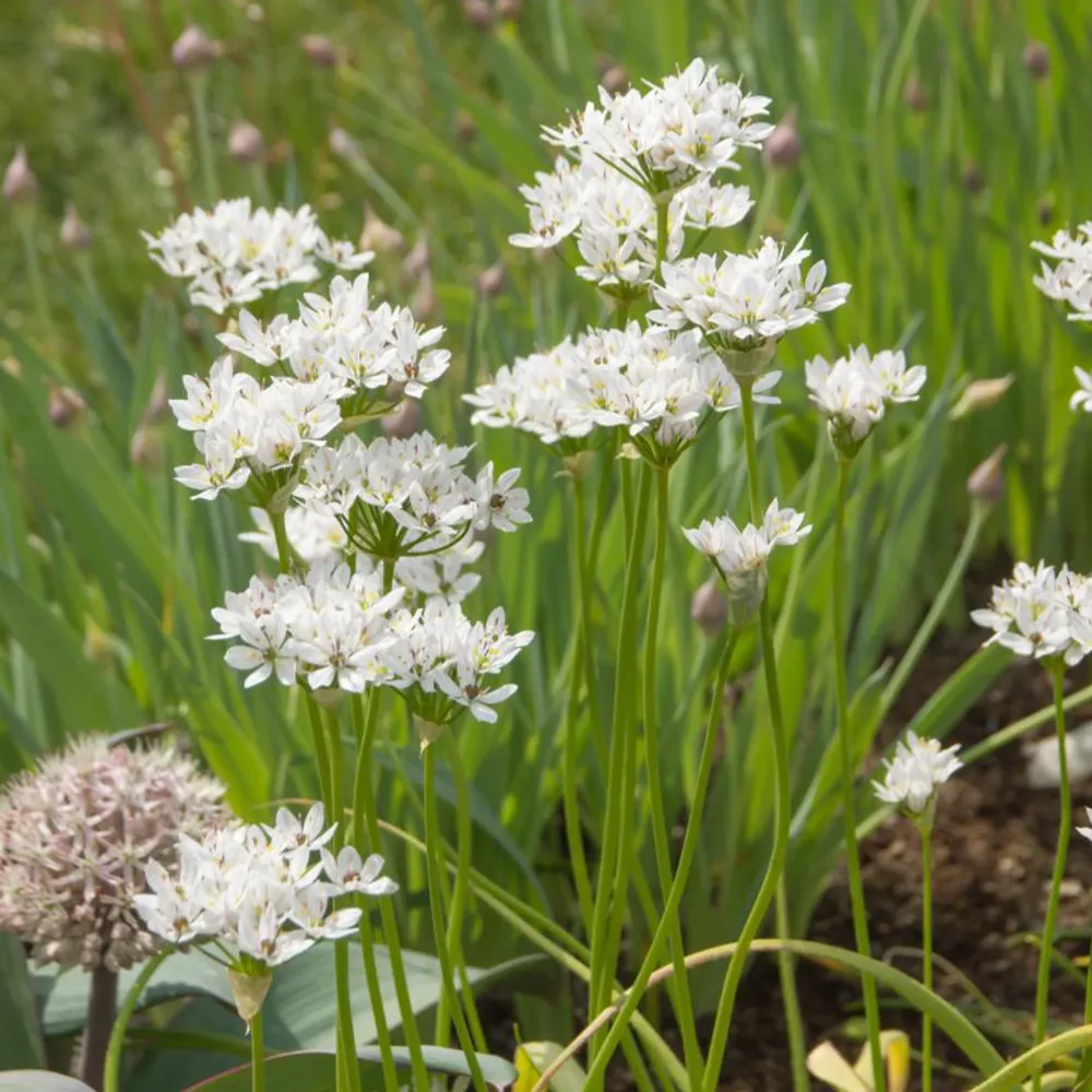 50 Alliums d'ornement de Naples Allium neapolitanum