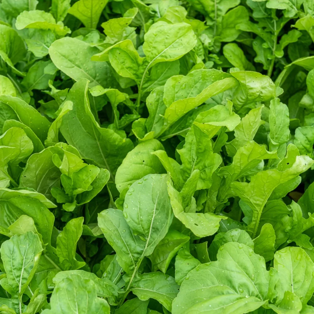 Roquette Pronto Eruca sativa pronto