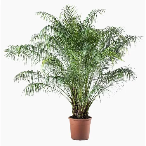 Phoenix Roebelinii (dattier nain du Mékong) en pot de 30 L vert