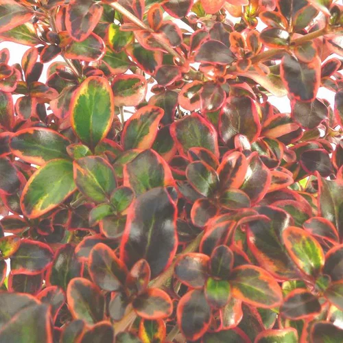 Coprosma ou Coprosme au feuillage multicolore - Le pot carré bleu de 2,5 litres