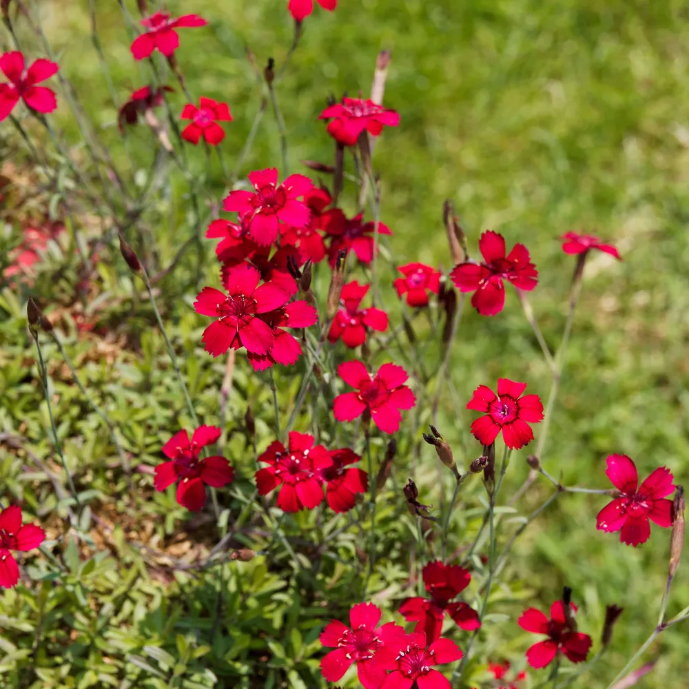 Œillet à delta Flashing Light Dianthus deltoides flashing light